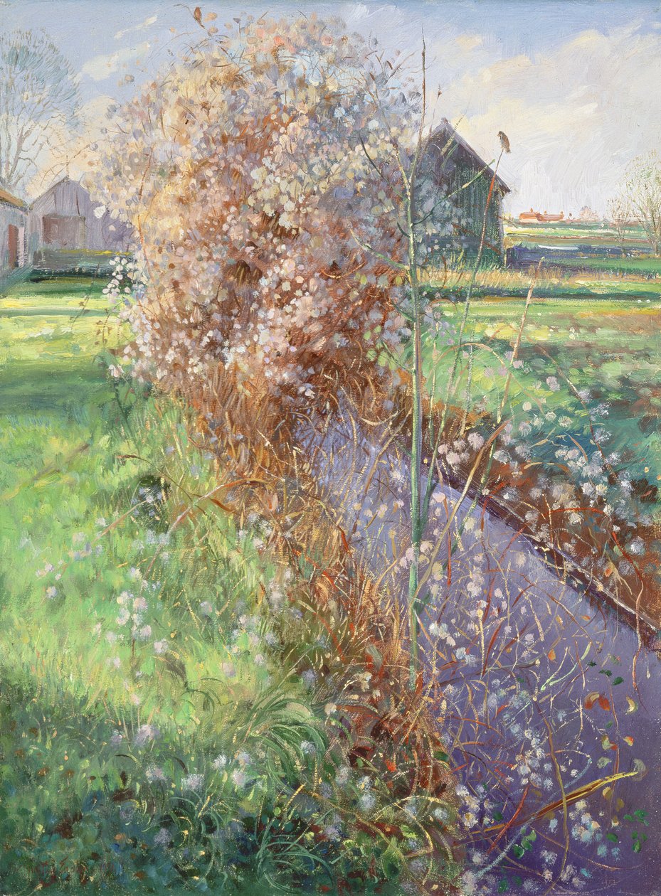 skægget busk af Timothy Easton
