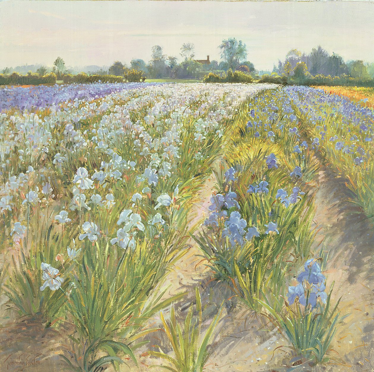 Blå og hvide iris, Wortham af Timothy Easton