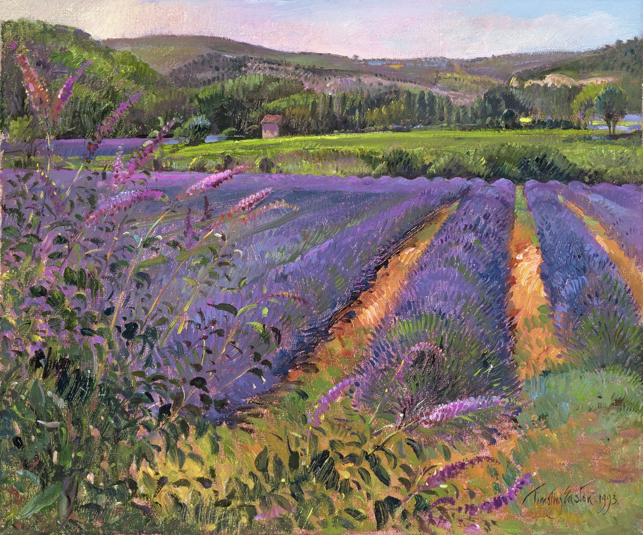 Buddleia and Lavender Field, Montclus, 1993 af Timothy Easton