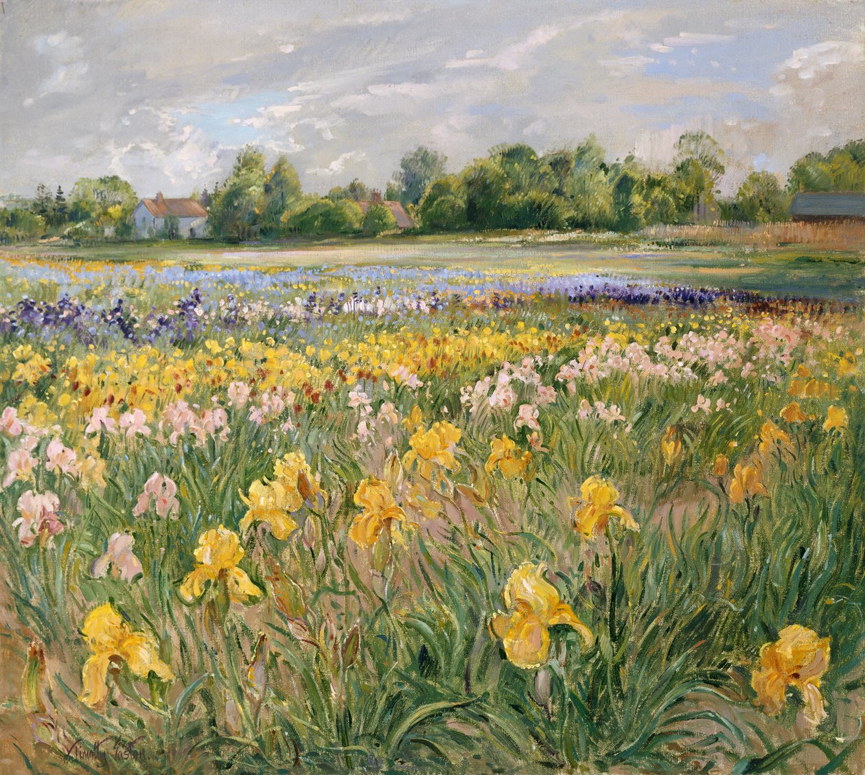 Cottages og Iris Field af Timothy Easton