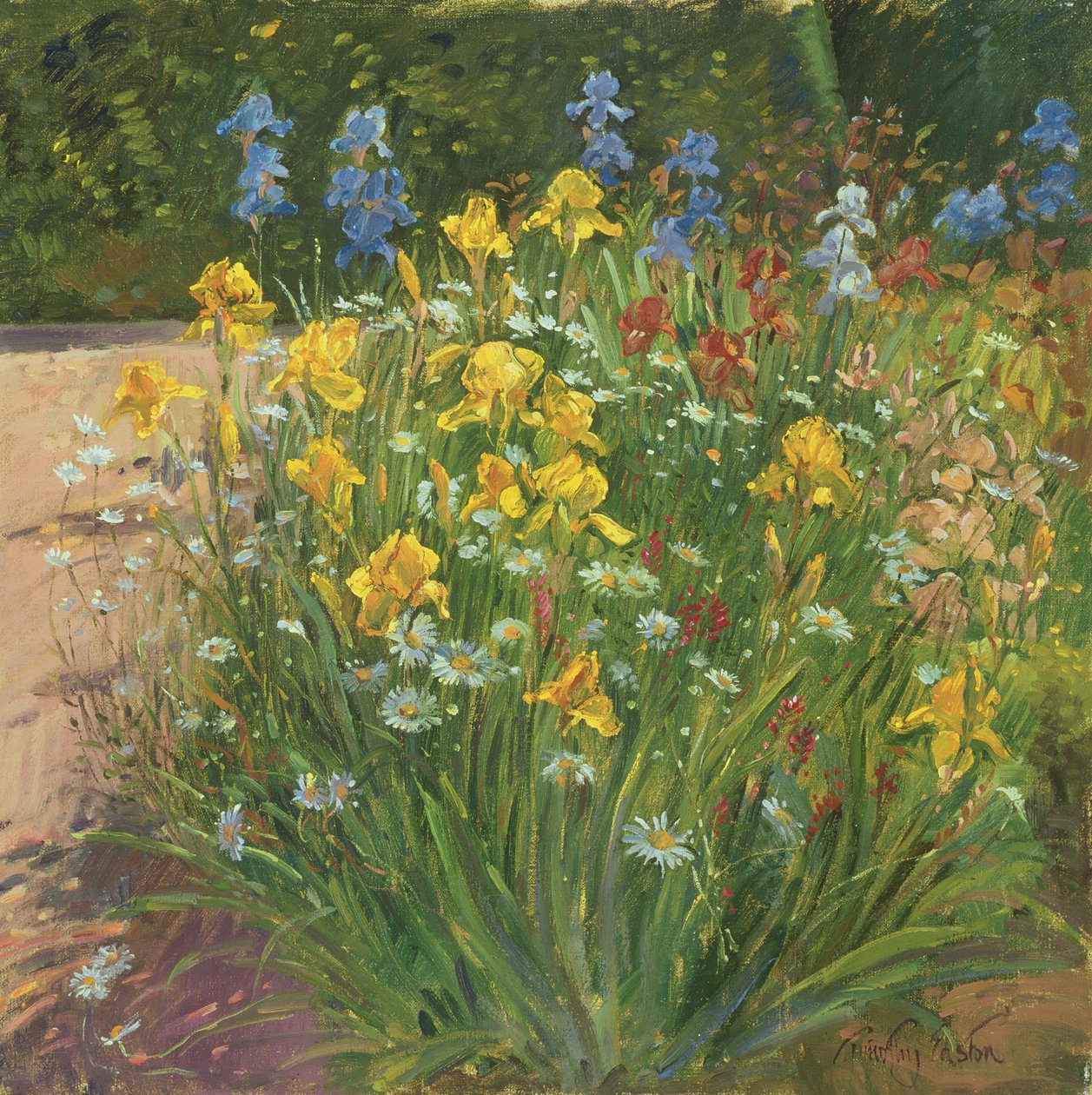 Oxeye Daisies Against the Iris af Timothy Easton