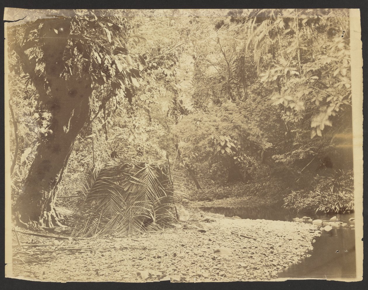 [Junglescene: Udsigt til stråtækt hytte af palmeblade, Isthmus of Darién (Panama)] af Timothy H. OSullivan