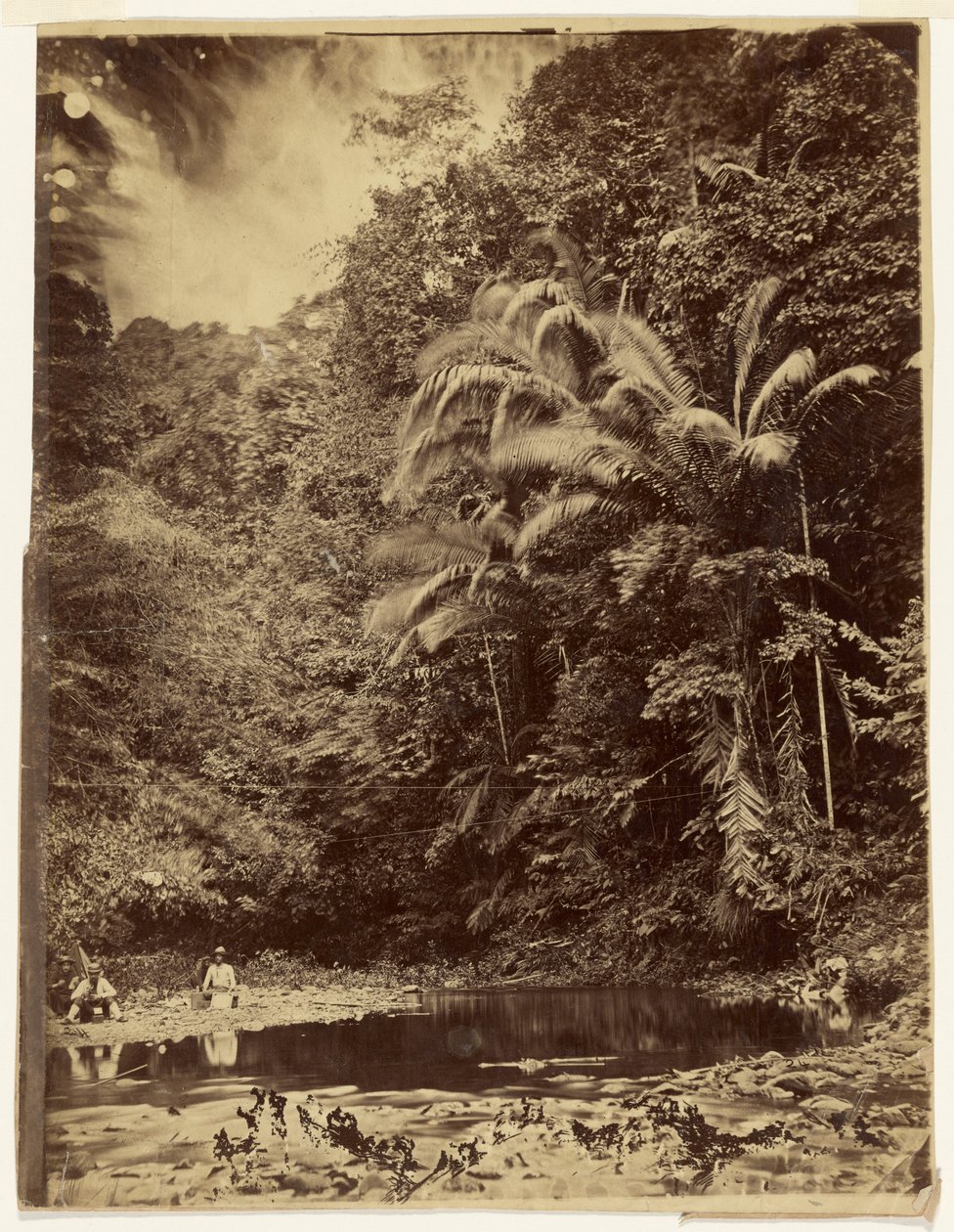 [Junglescene med palmer og anden tæt bevoksning, Darién-ekspeditionen, Panamakanalen] af Timothy H. O