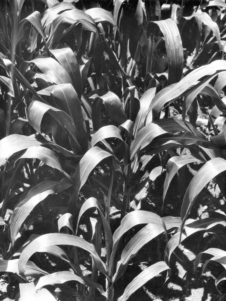 Majsplanter, Mexico, ca. 1929 af Tina Modotti