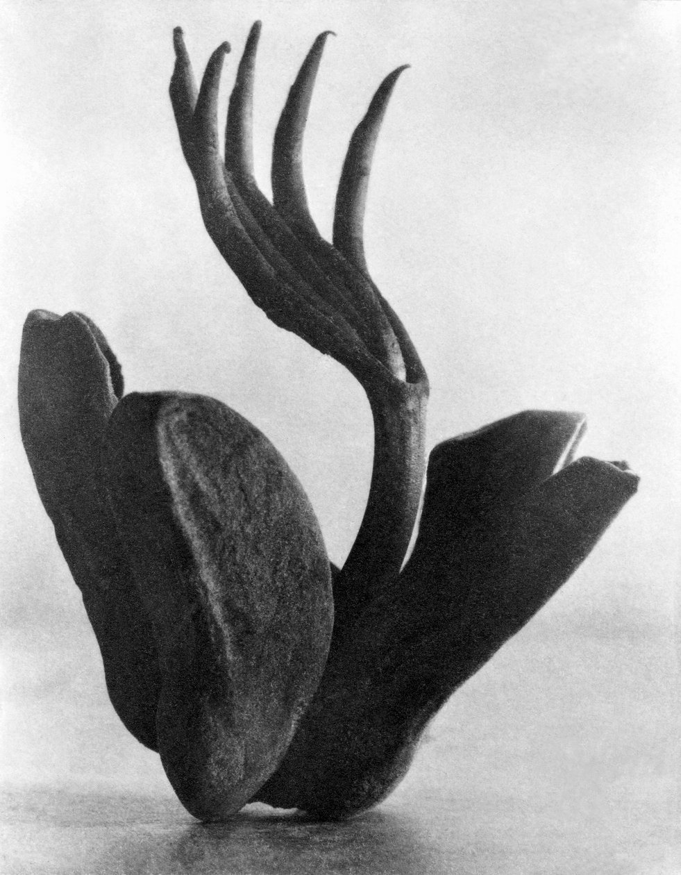 Flor de Manita, Mexico City, 1925 af Tina Modotti
