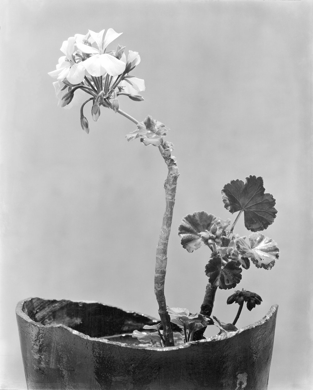 Geranium, Mexico City, ca. 1924 af Tina Modotti
