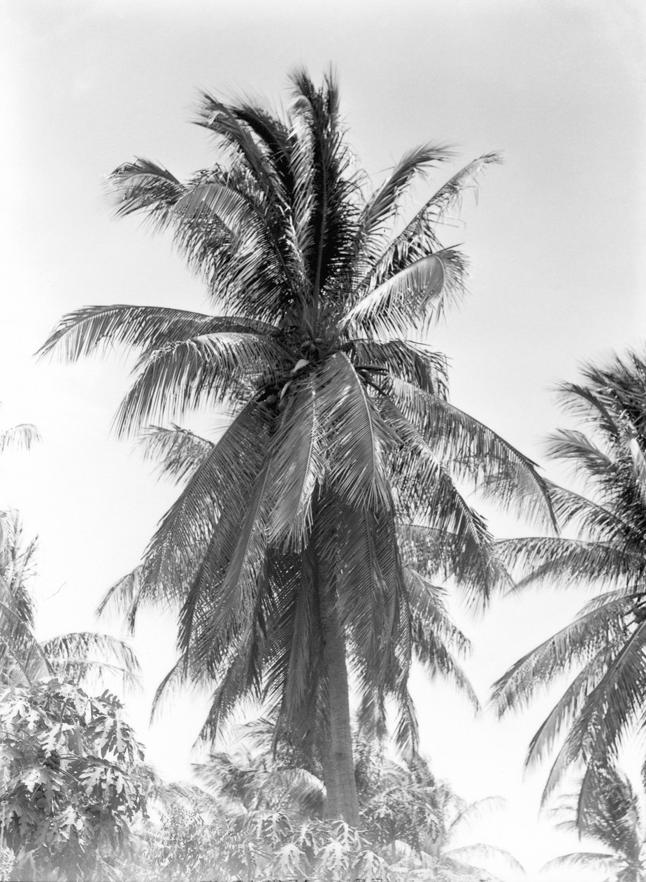 Palme, 1925 af Tina Modotti