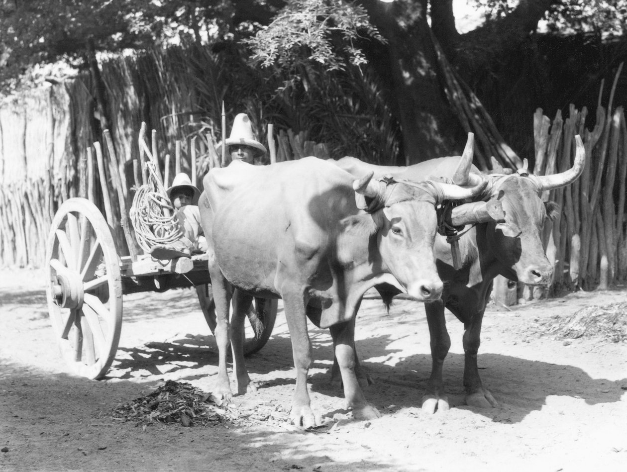 Team of Oxen, Mexico, ca. 1927 af Tina Modotti