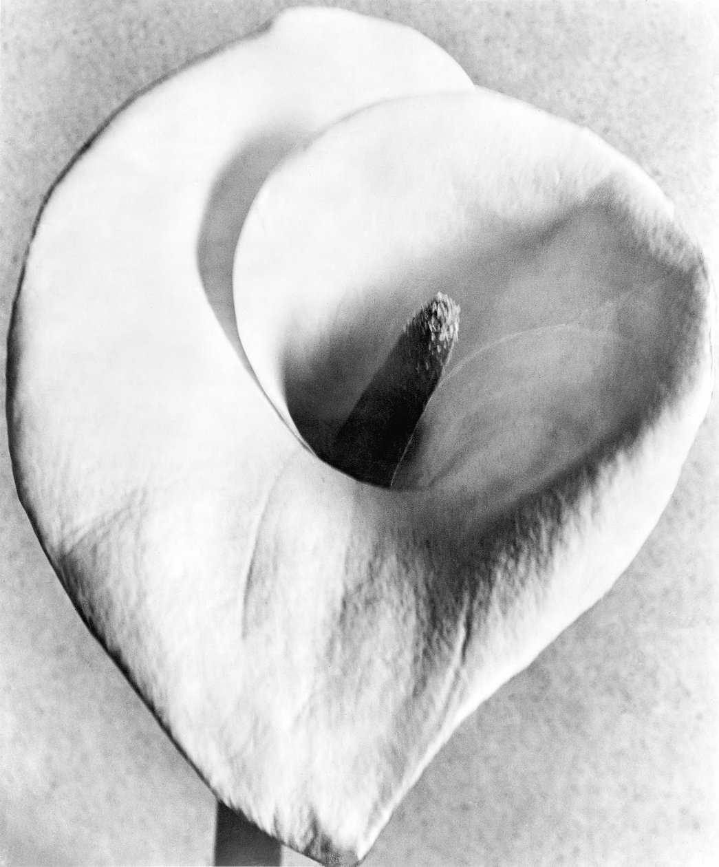 Calla Lily, Mexico City, 1925 af Tina Modotti