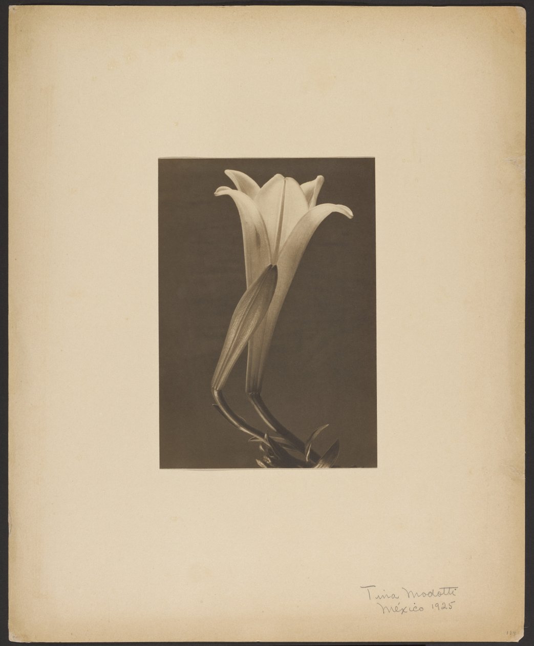 Nr. 1. af Tina Modotti