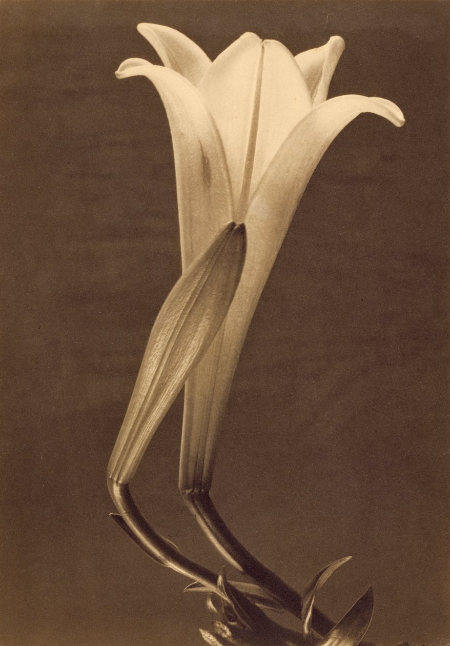 Platintryk af lilje af Tina Modotti af Tina Modotti