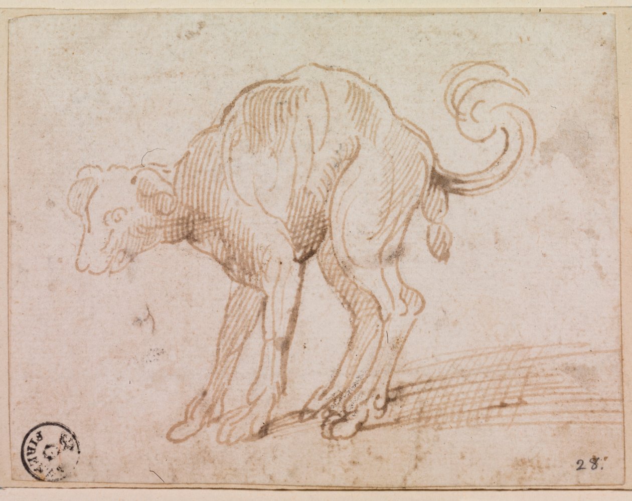 Detalje af en hund, der krydser Det Røde Hav (pen og blæk på papir) af Titian (c.1488 1576)