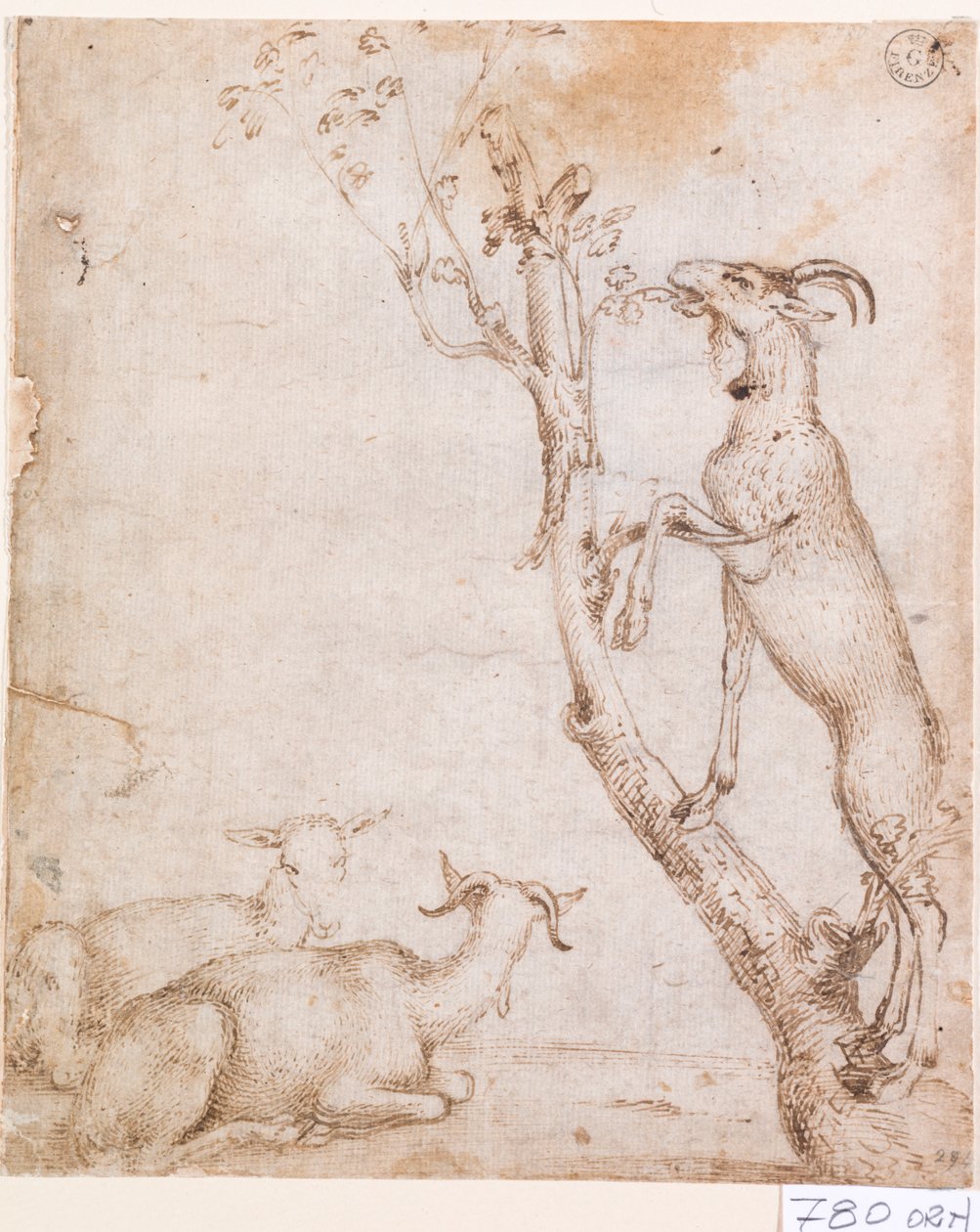 Geder på græs (pen  blæk på papir) af Titian (c.1488-1576)