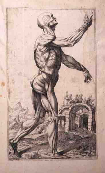 Anatomisk undersøgelse af Domenico Maria Bonavera (f.1640) (ætsning og tørnål) af Titian (c.1488 1576) (after)