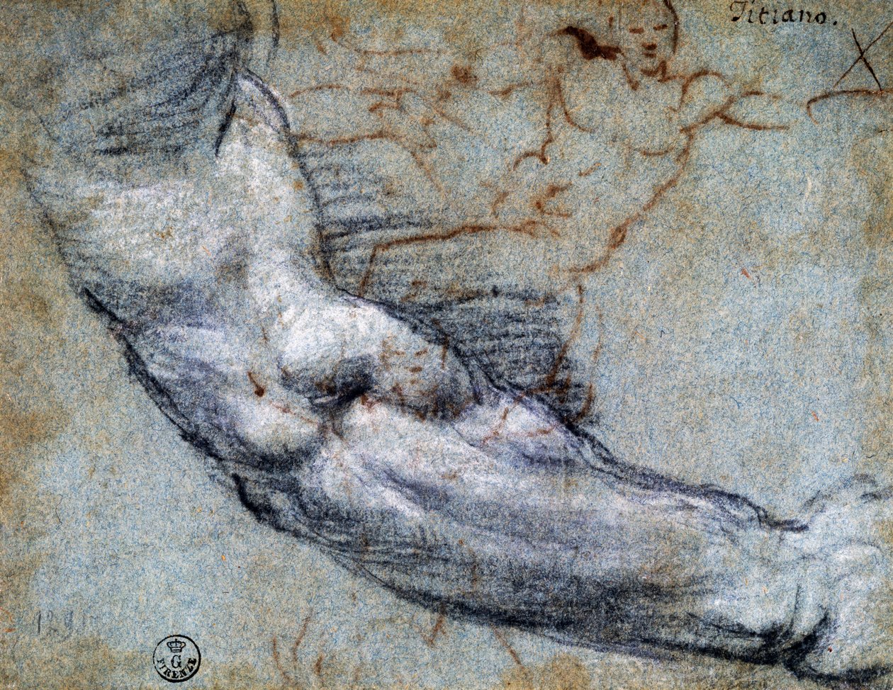 Armstudie af Tizian (ca 1488-1576), tegning af Titian (c.1488 1576)