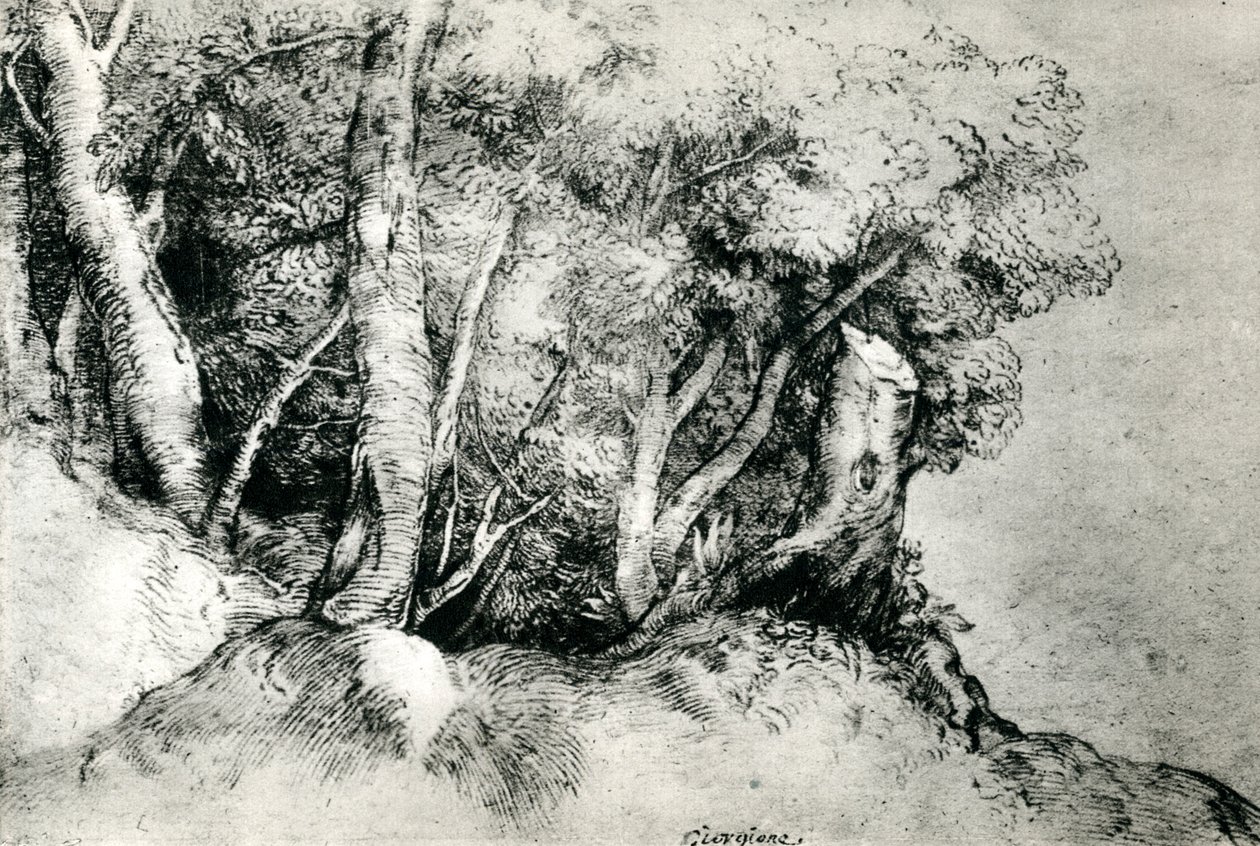 Skovlandskab, c1516-1518, 1937 af Tiziano Vecelli