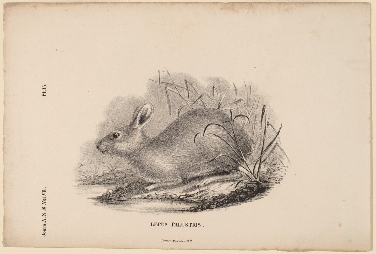 Sumphare af Titian Ramsay Peale