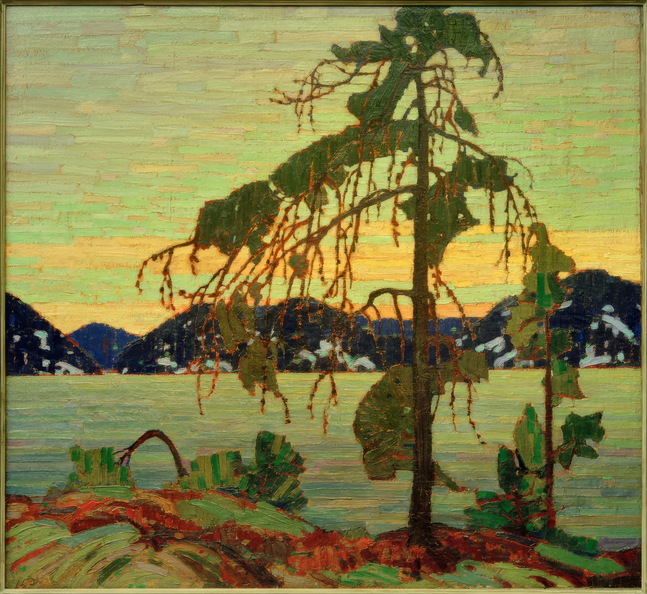 Jack Pine af Tom Thomson