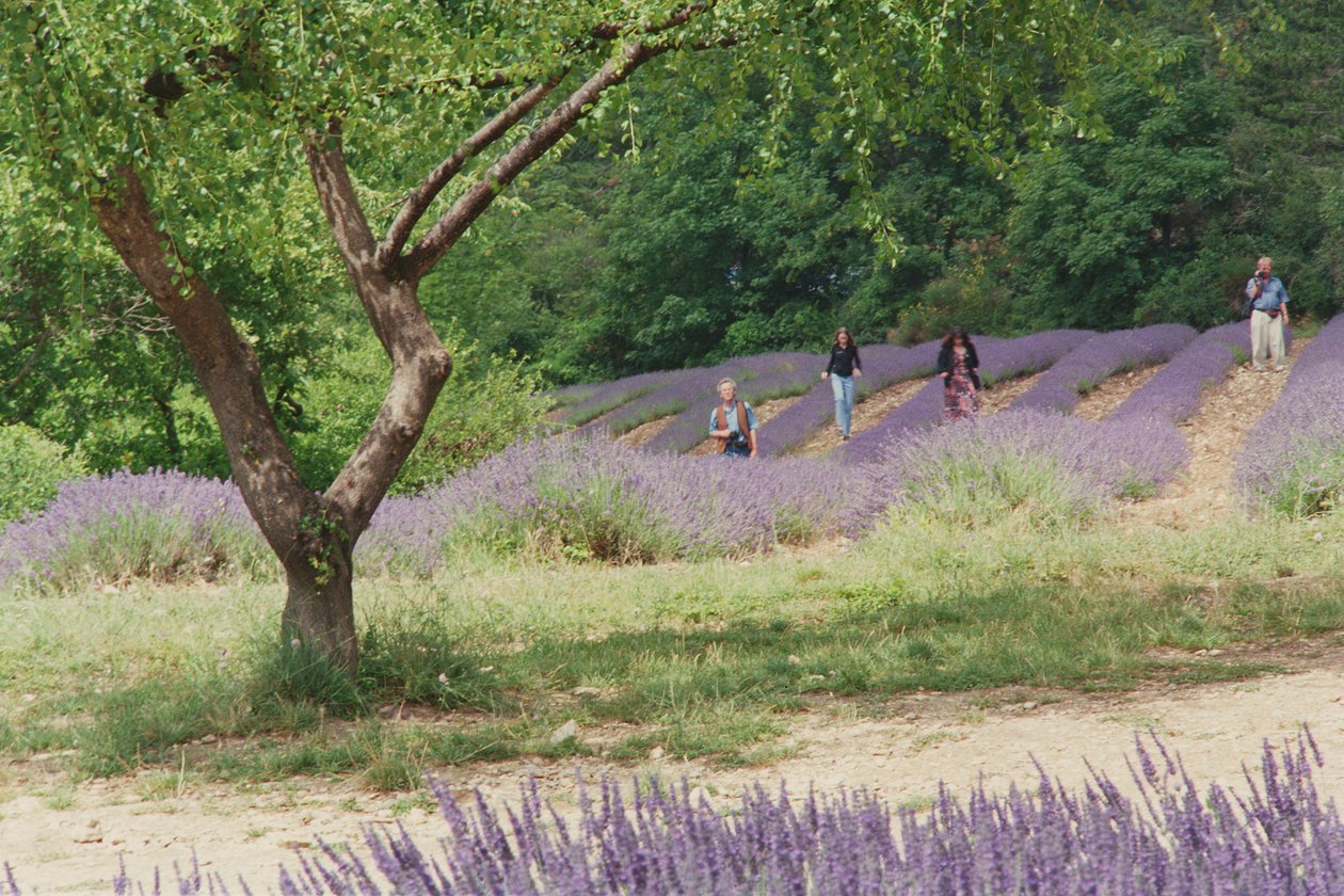 Træ i lavendelmarken, på grunden af Abbaye Senanque, Provence, Frankrig, 1999 af Trevor Neal