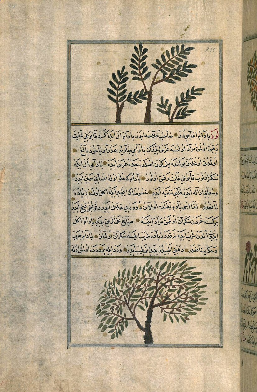 Et røgelsetræ over et mandeltræ, efter en afhandling af Zakariya ibn Muhammad al-Qazwini (blæk og pigmenter på europæisk lagt papir) af Turkish School