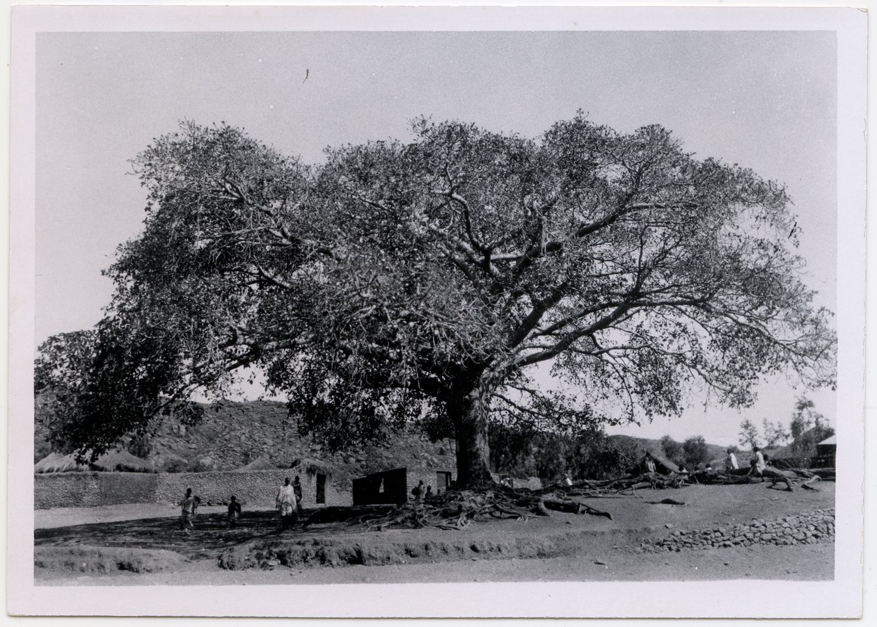 Træ med bred baldakin foran landsbymur, Axum, Etiopien, foto af Ugo Monneret de Villard af Ugo Monneret de Villard