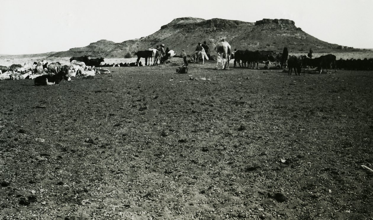Udsigt over det arkæologiske område Naqa med dromedarer og kvæg, Sudan, foto af Ugo Monneret de Villard af Ugo Monneret de Villard