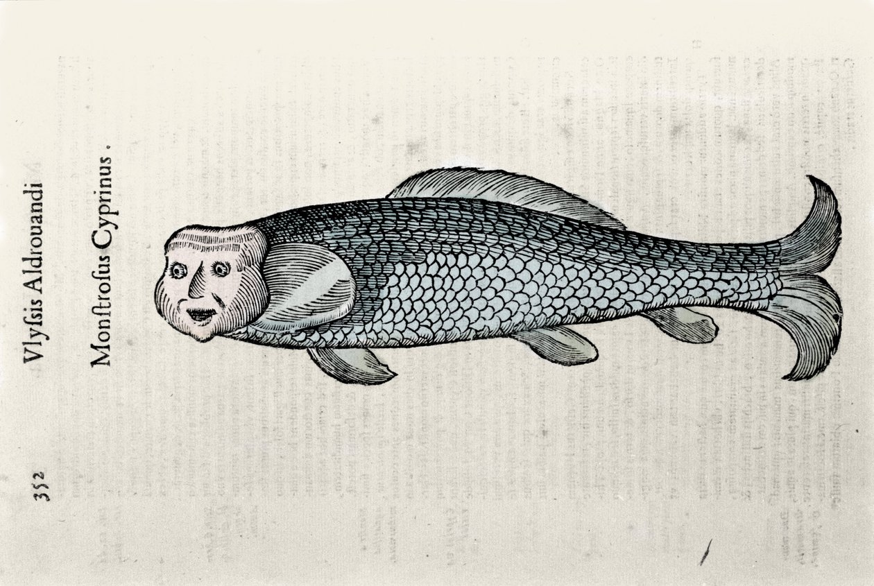 Fiskerepræsentation Nicolas Plate illustreret med et manuskript af Natural History af Ulisse Aldrovandi (1522-1605), Ulisse Aldrovandi fonds, University Library of Bologna, red. 1603. af Ulisse Aldrovandi