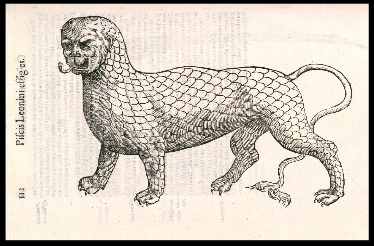 Monstervæsen: en løve dækket med fiskeskæl (eller løvefisk). Gravering af Ulisse Aldrovandi (1522-1605), "Monstrorum Historiae", Bologna 1642 af Ulisse Aldrovandi