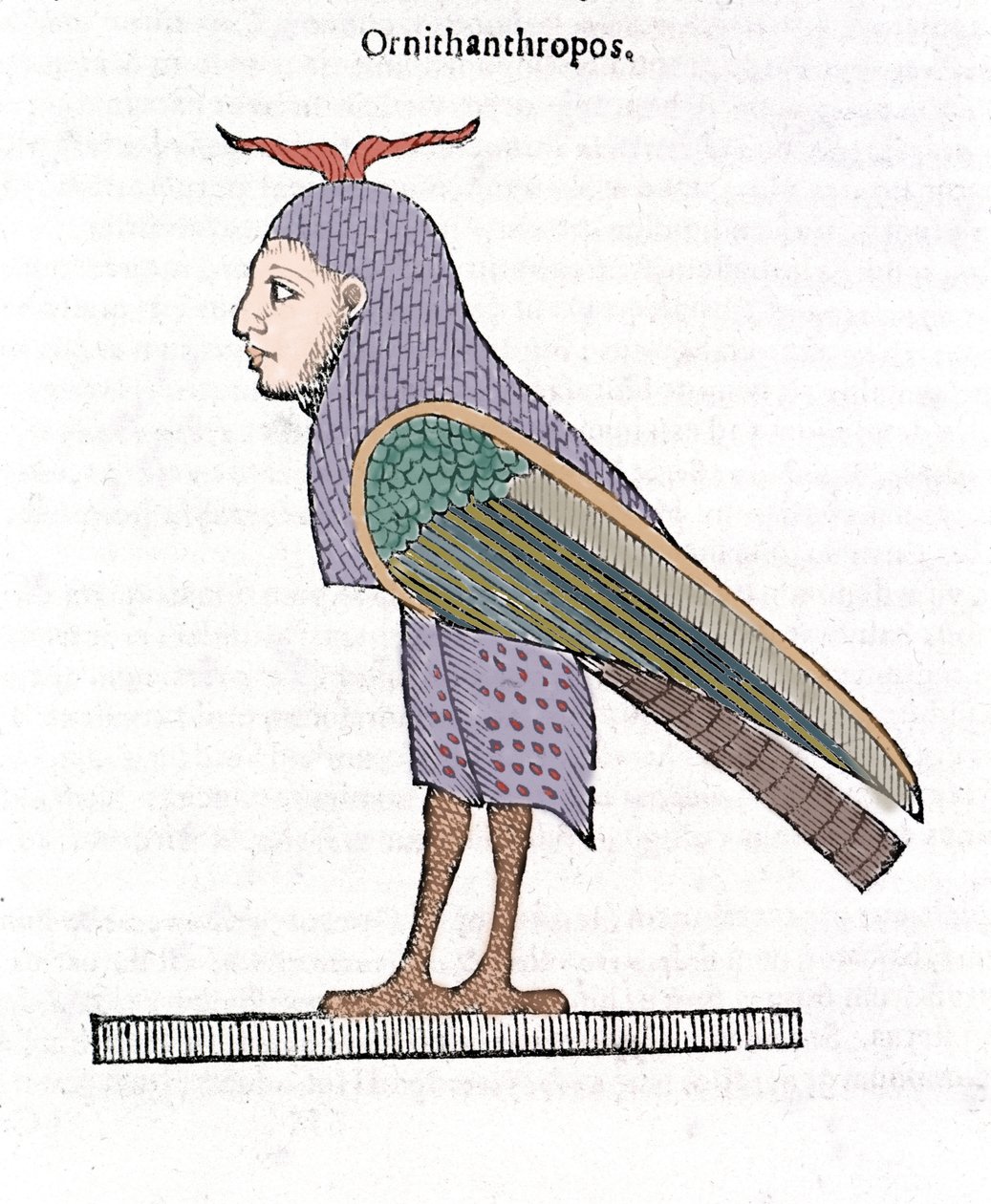 Ornithanthropos. Fugl med menneskehoved. Ulisse Aldrovandi ""Monstrenes historie"" Bologna 1642 af Ulisse Aldrovandi