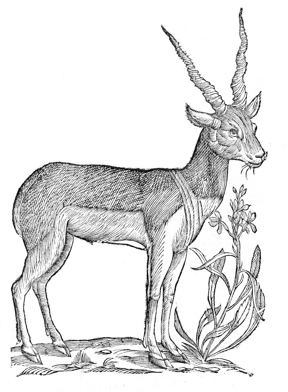 Quadrupedum omnium bisulcorum historia af Ulisse Aldrovandi