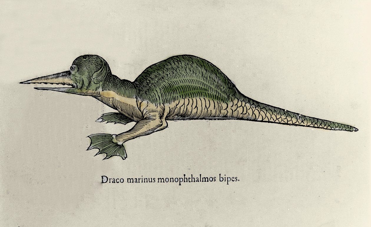 Repræsentation af en marine drage. Plade med et naturhistorisk manuskript af Ulisse Aldrovandi (1522-1605) om monstre af Ulisse Aldrovandi