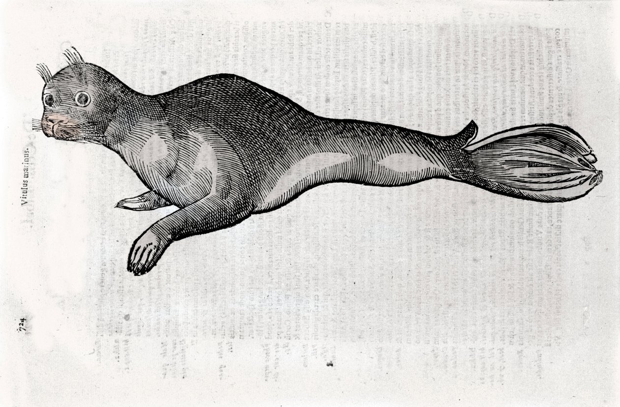 Repræsentation af en sælplade illustreret fra et naturhistorisk manuskript af Ulisse Aldrovandi (1522-1605), Ulisse Aldrovandi fonds, Bolognas Universitetsbibliotek, red. 1603. af Ulisse Aldrovandi