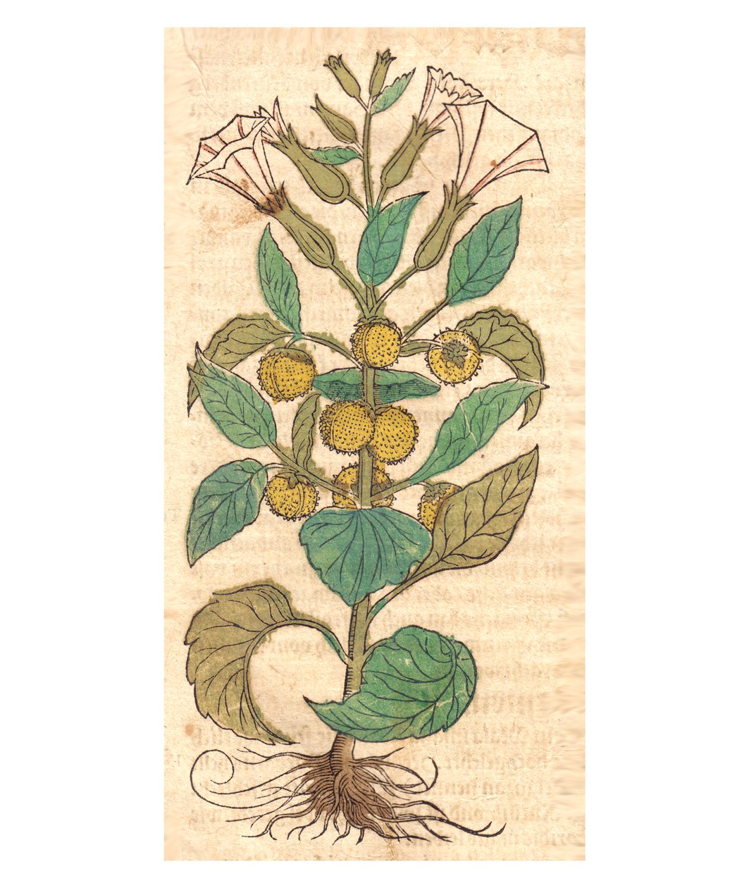 Illustration af Datura metel af Unbekannt Unbekannt