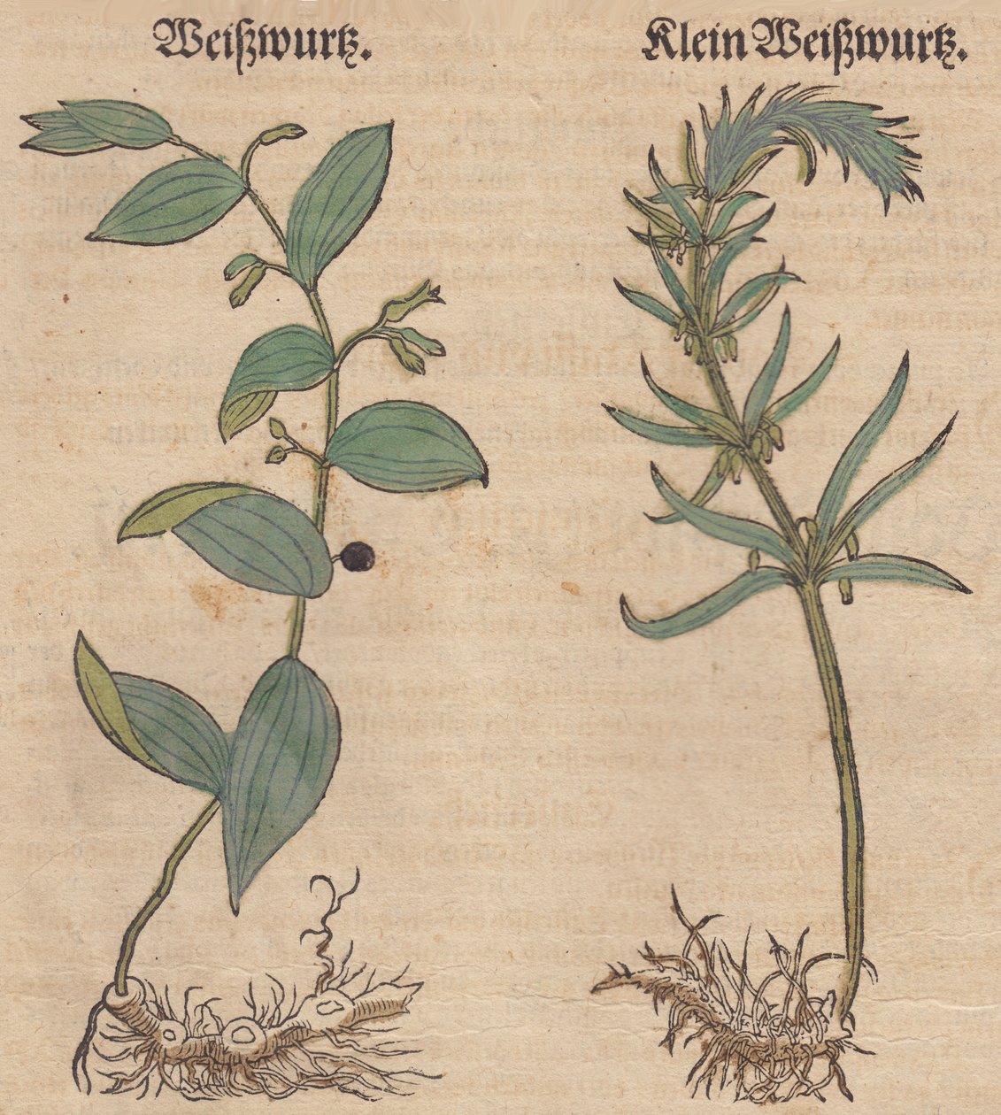 Illustration af Polygonatum multiflorum og Polygonatum verticillatum af Unbekannt Unbekannt