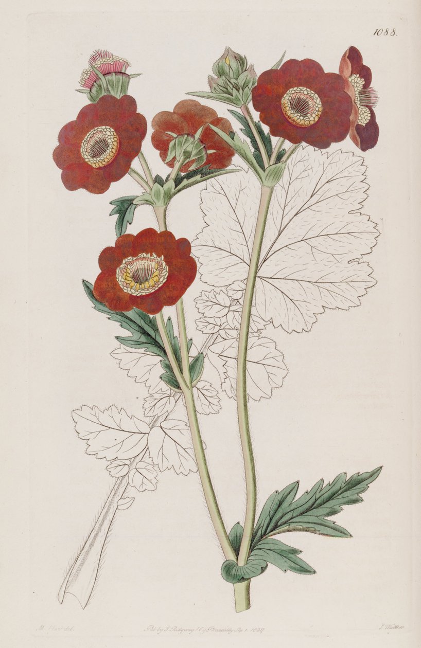 Geum quellyon, som Geum coccineum Lindl. af Unbekannt Unbekannt