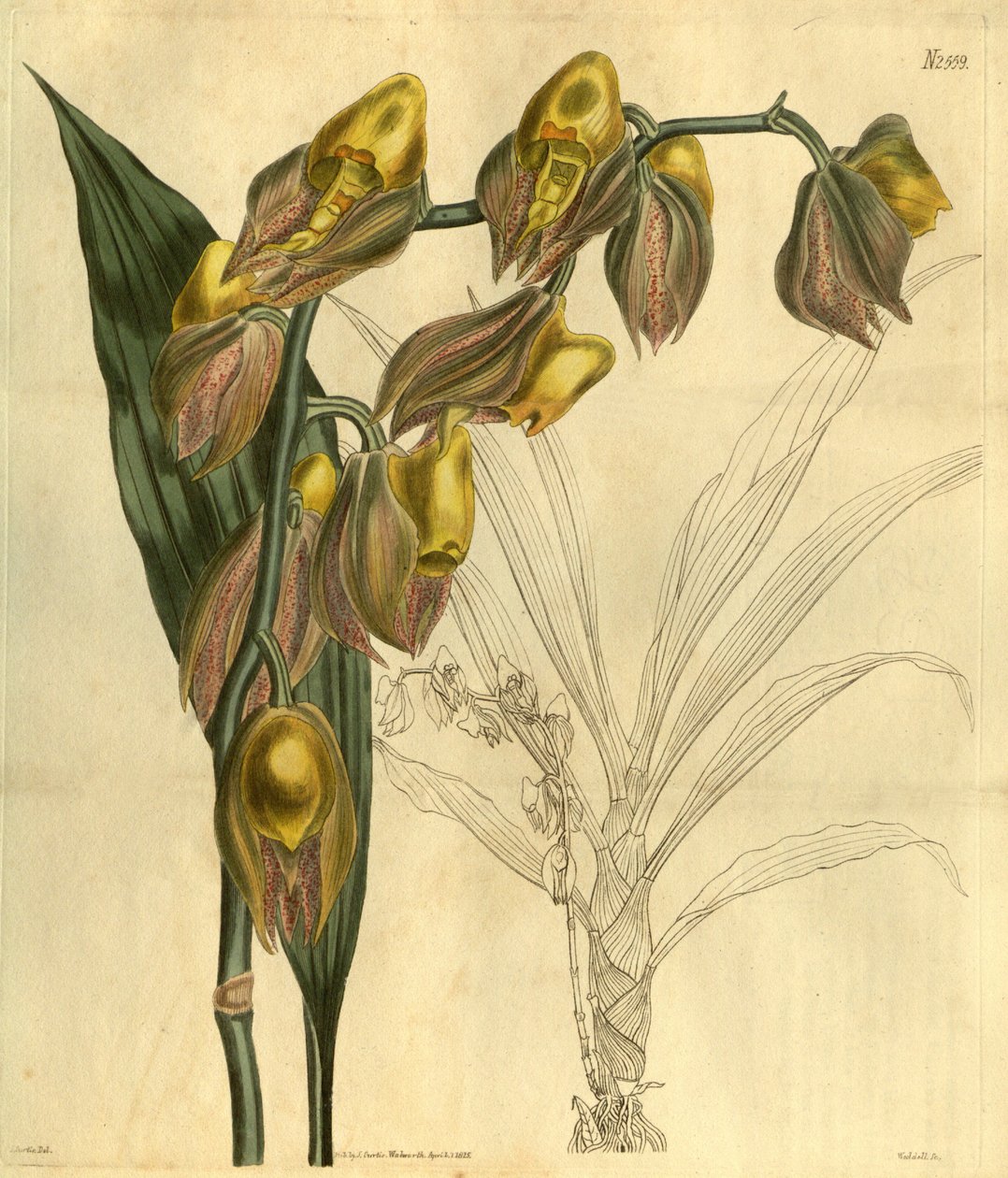 Illustration af Catasetum macrocarpum (som syn. Catasetum tridentatum) af Unbekannt Unbekannt
