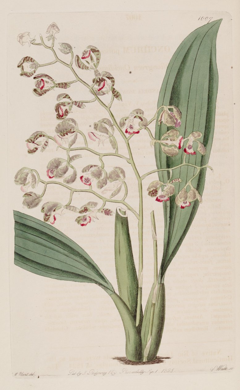 Illustration af Oncidium pubes af Unbekannt Unbekannt