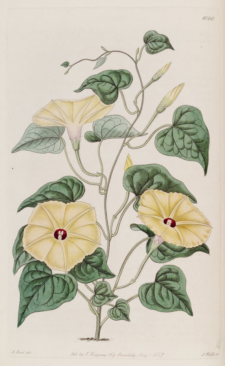 Ipomoea ochracea af Unbekannt Unbekannt