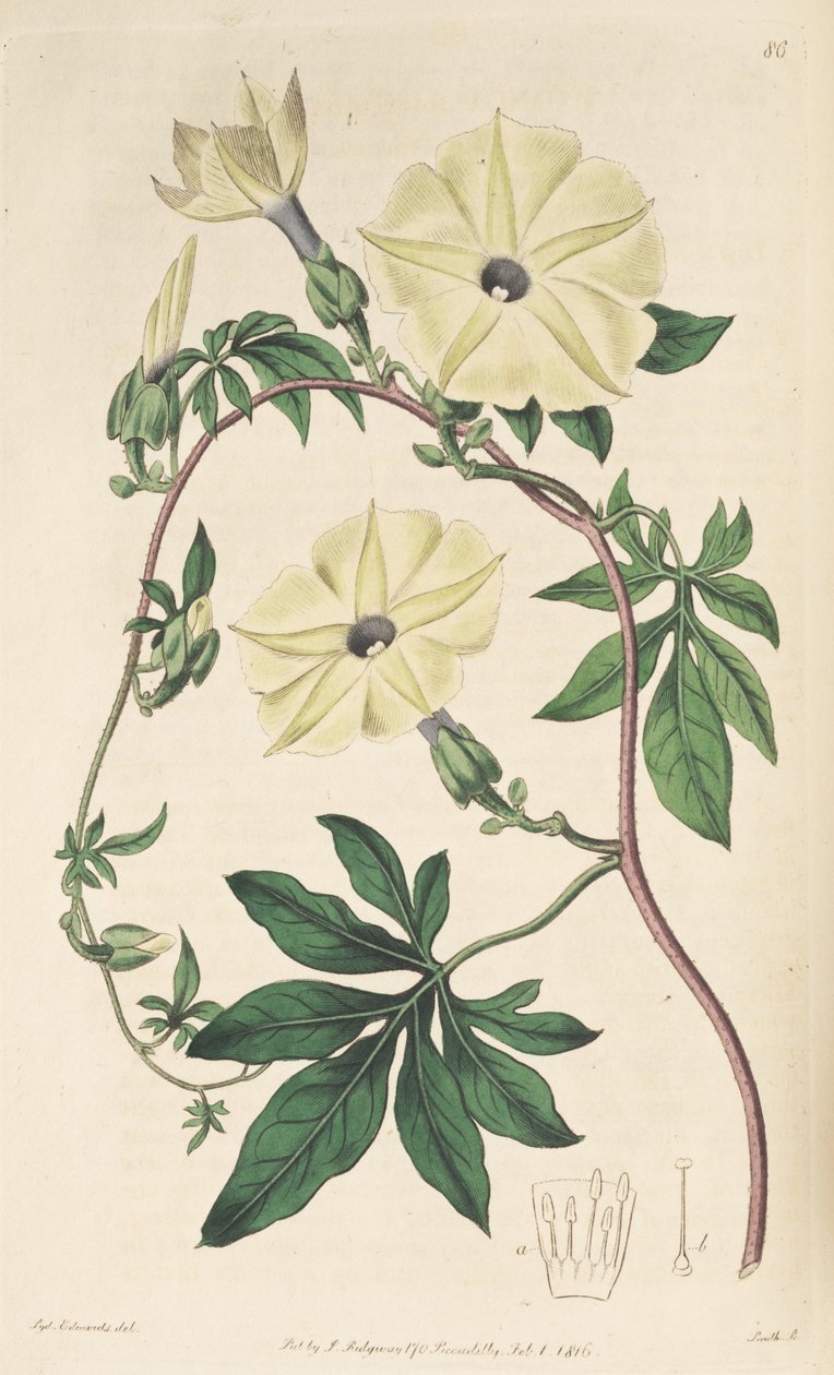 Ipomoea tuberculata af Unbekannt Unbekannt
