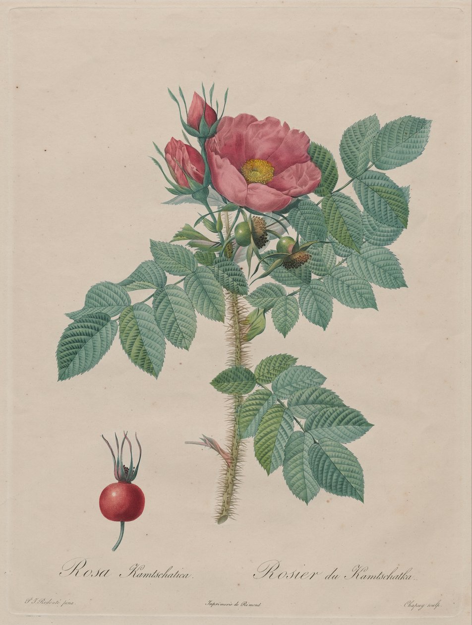 Kamchatka Rose (Rosa Kamchatica) af Unbekannt Unbekannt