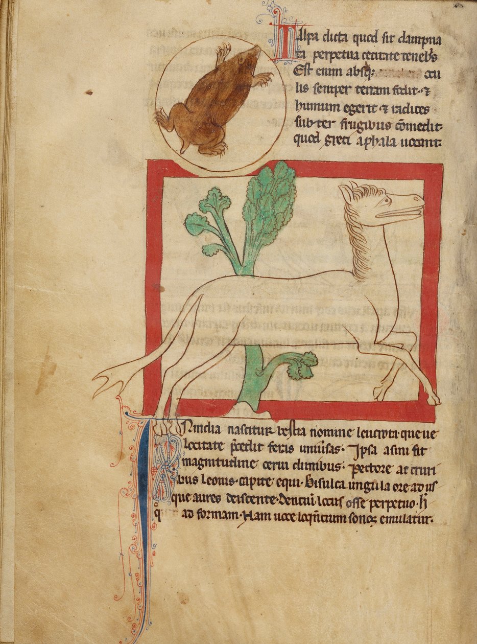 Northumberland Bestiary - En muldvarp af Unbekannt Unbekannt