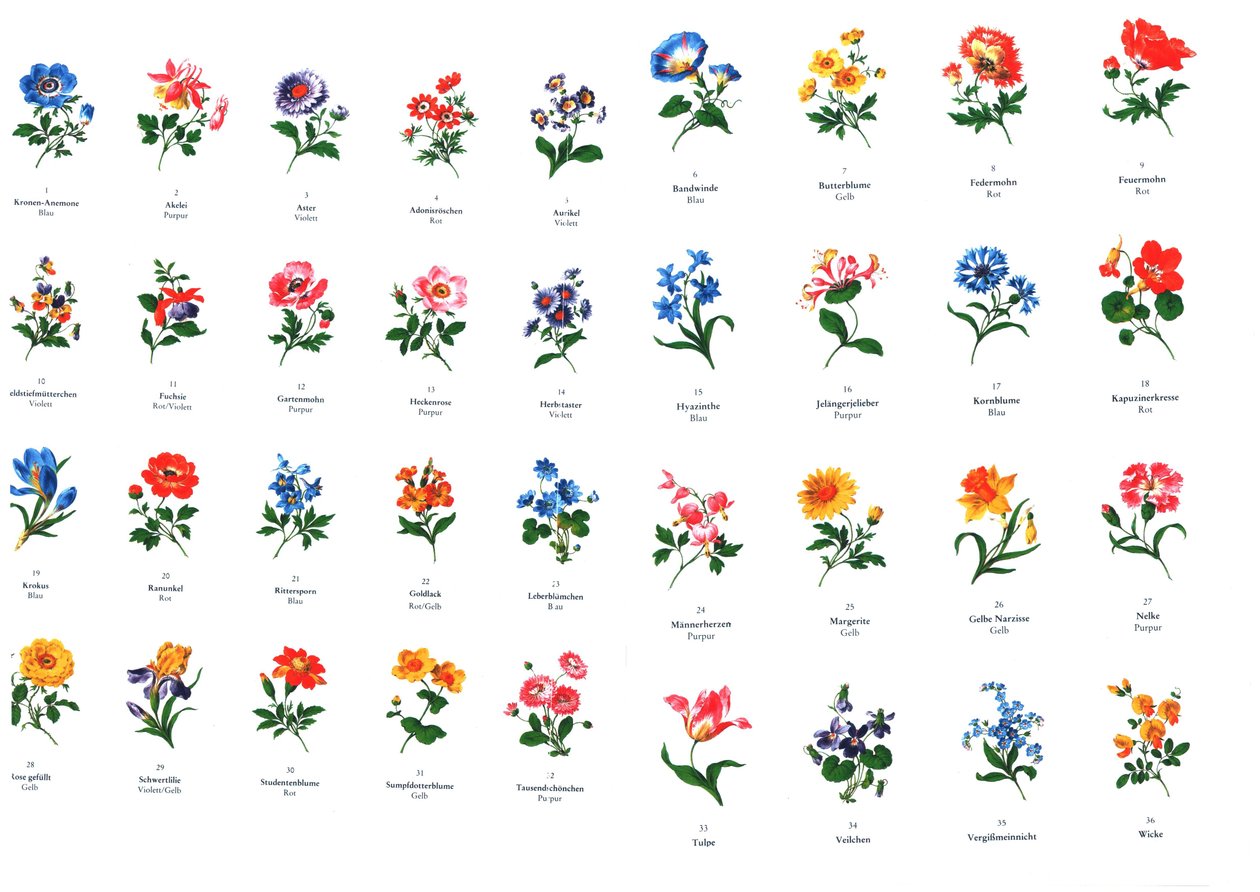 skabeloner til blomstermaling fra fremstillingen af Meißen af Unbekannt Unbekannt