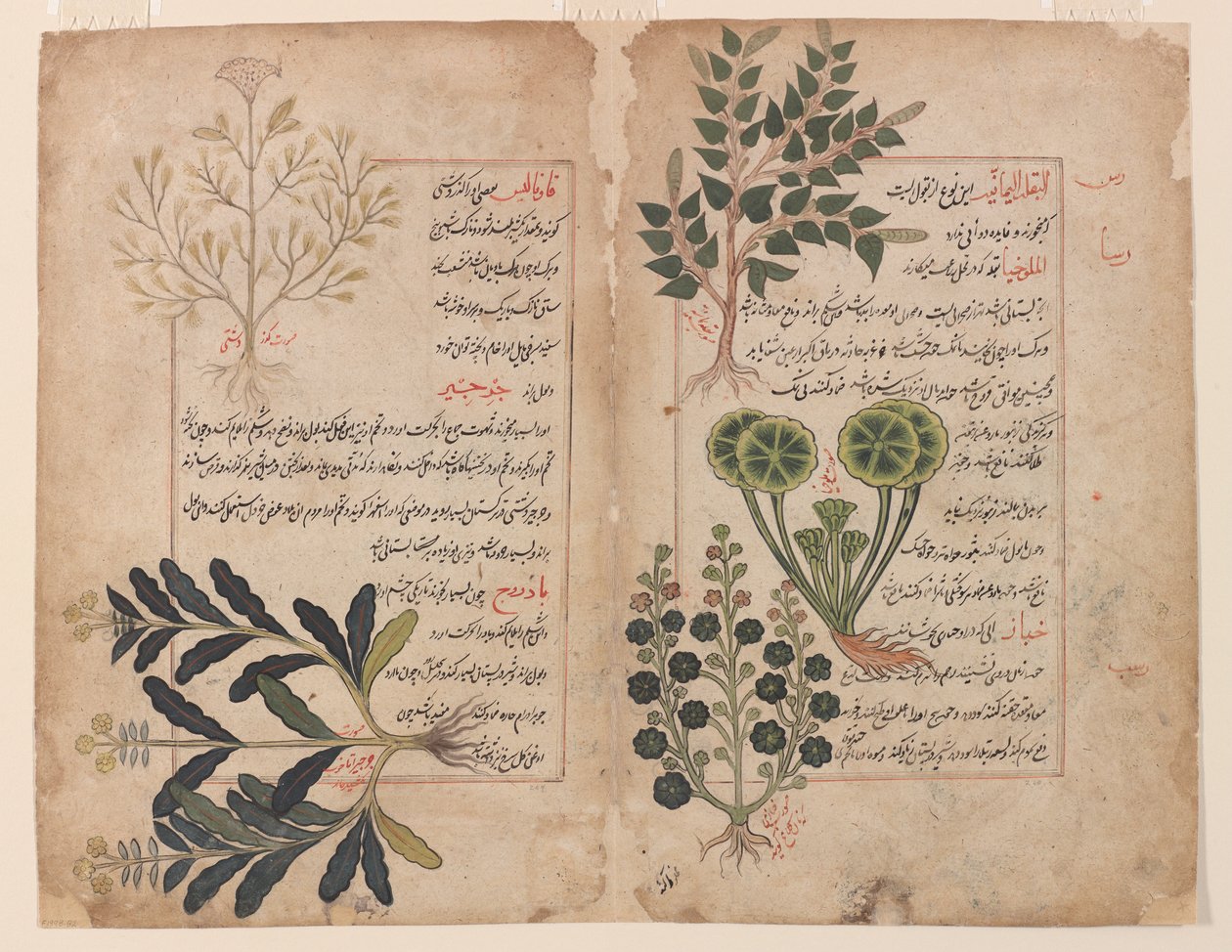 Dobbelt folio fra en Kitab-i hashaish (Bogen om urter) af Unbekannt Unbekannt