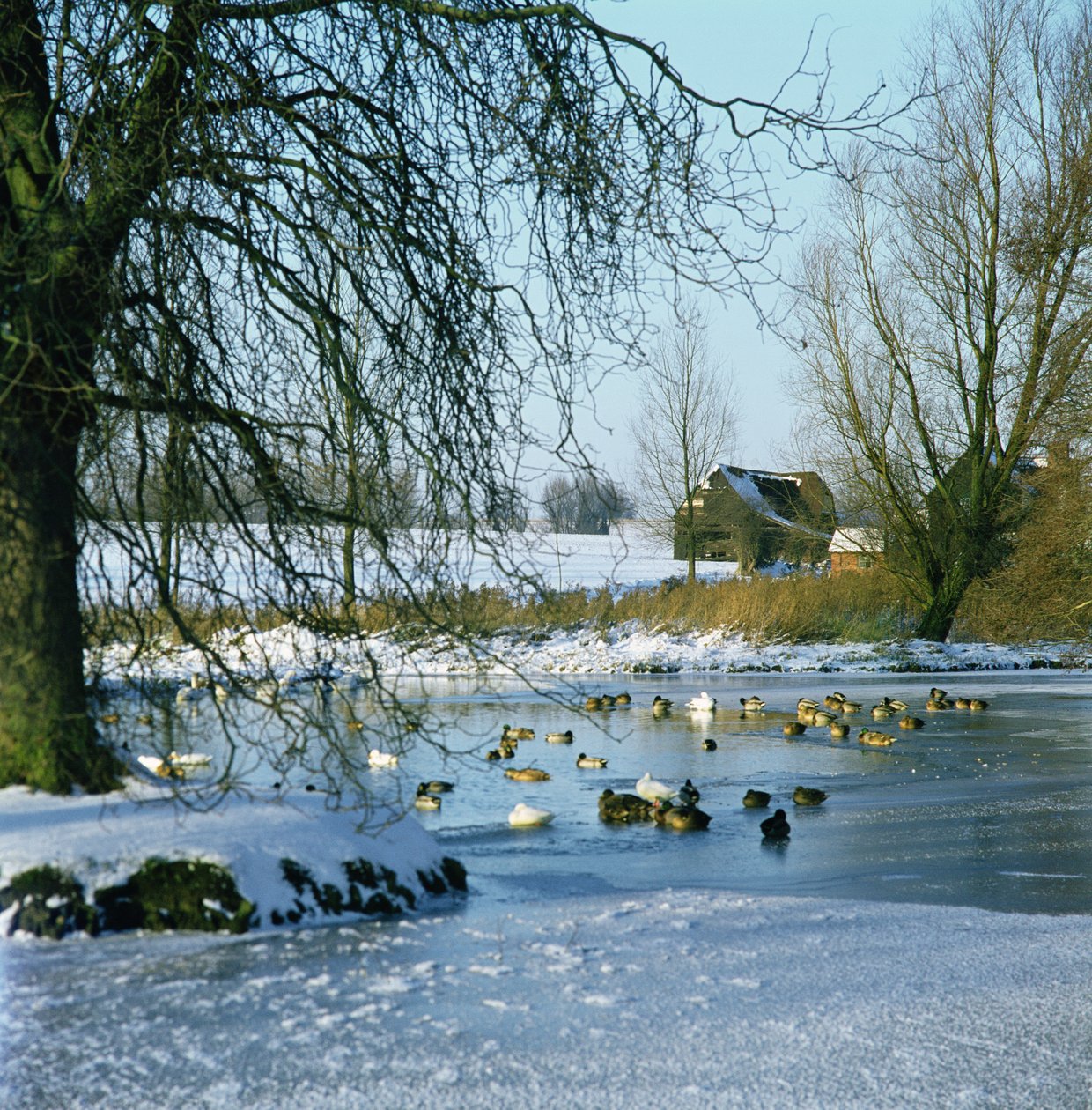 Andedam om vinteren nær Finchingfield, Essex af Unbekannt Unbekannt