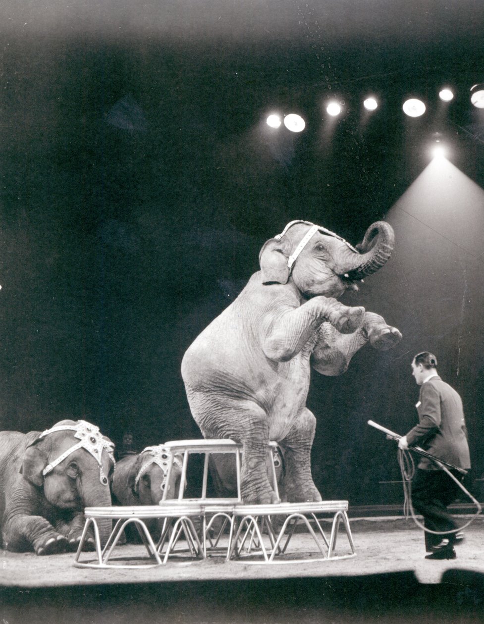 Elefant optræder i et cirkus af Unbekannt Unbekannt