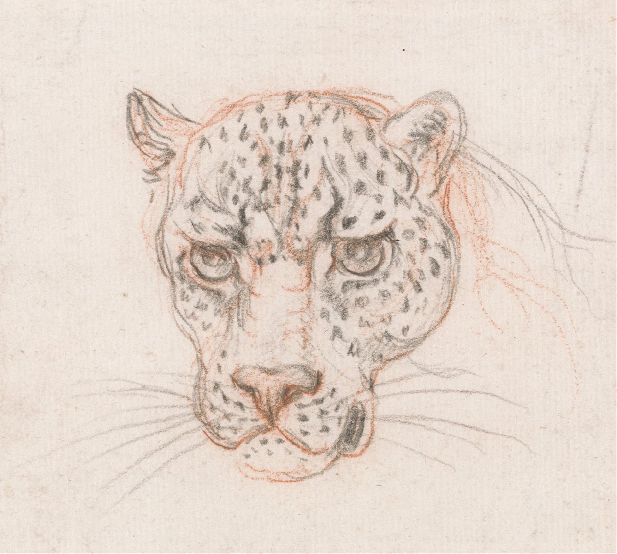 Leopardens hoved af Unbekannt Unbekannt