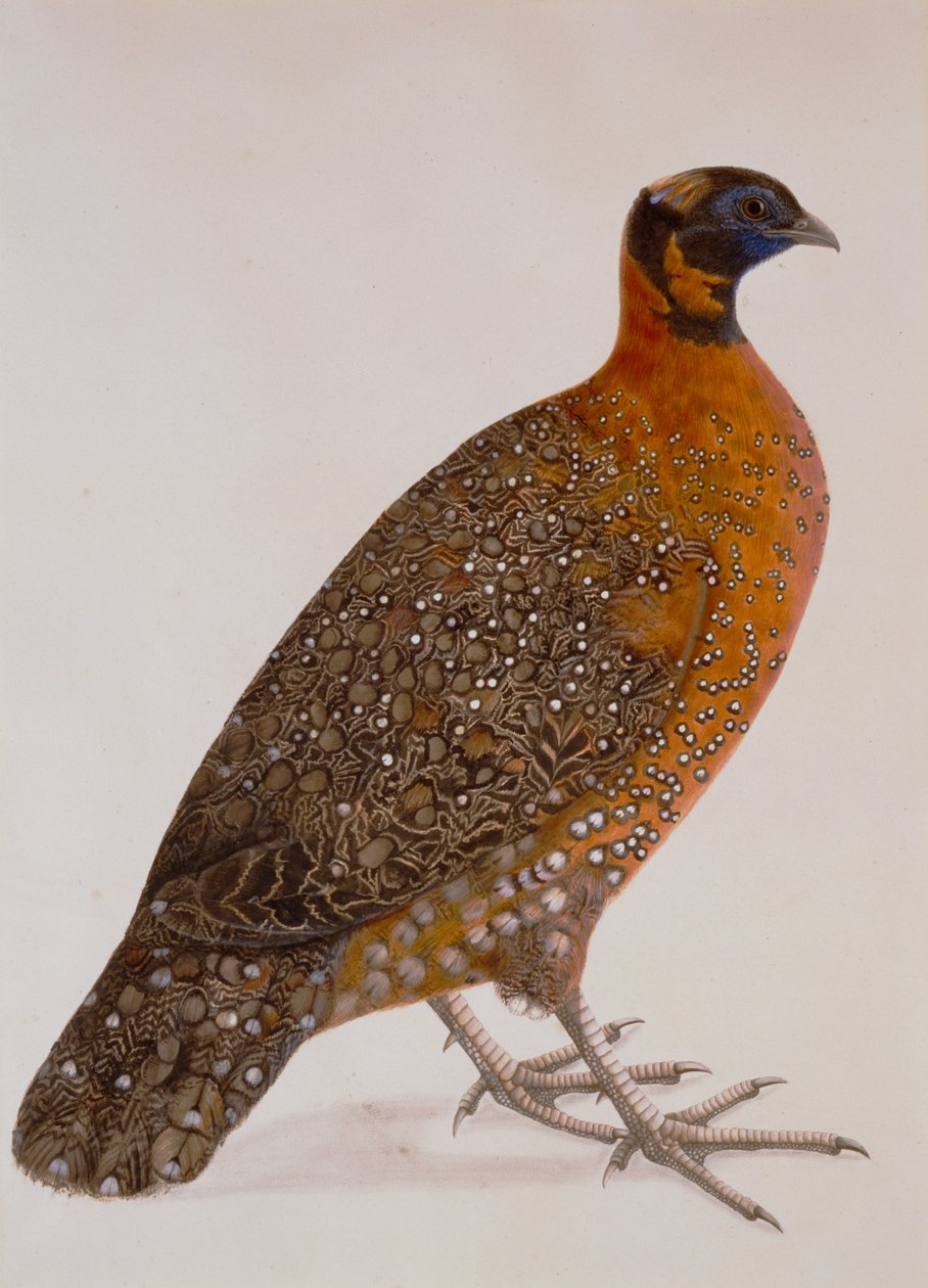Maker ukendt, Indien - Crimson Horned Fasan (Satyr Tragopan) af Unbekannt Unbekannt