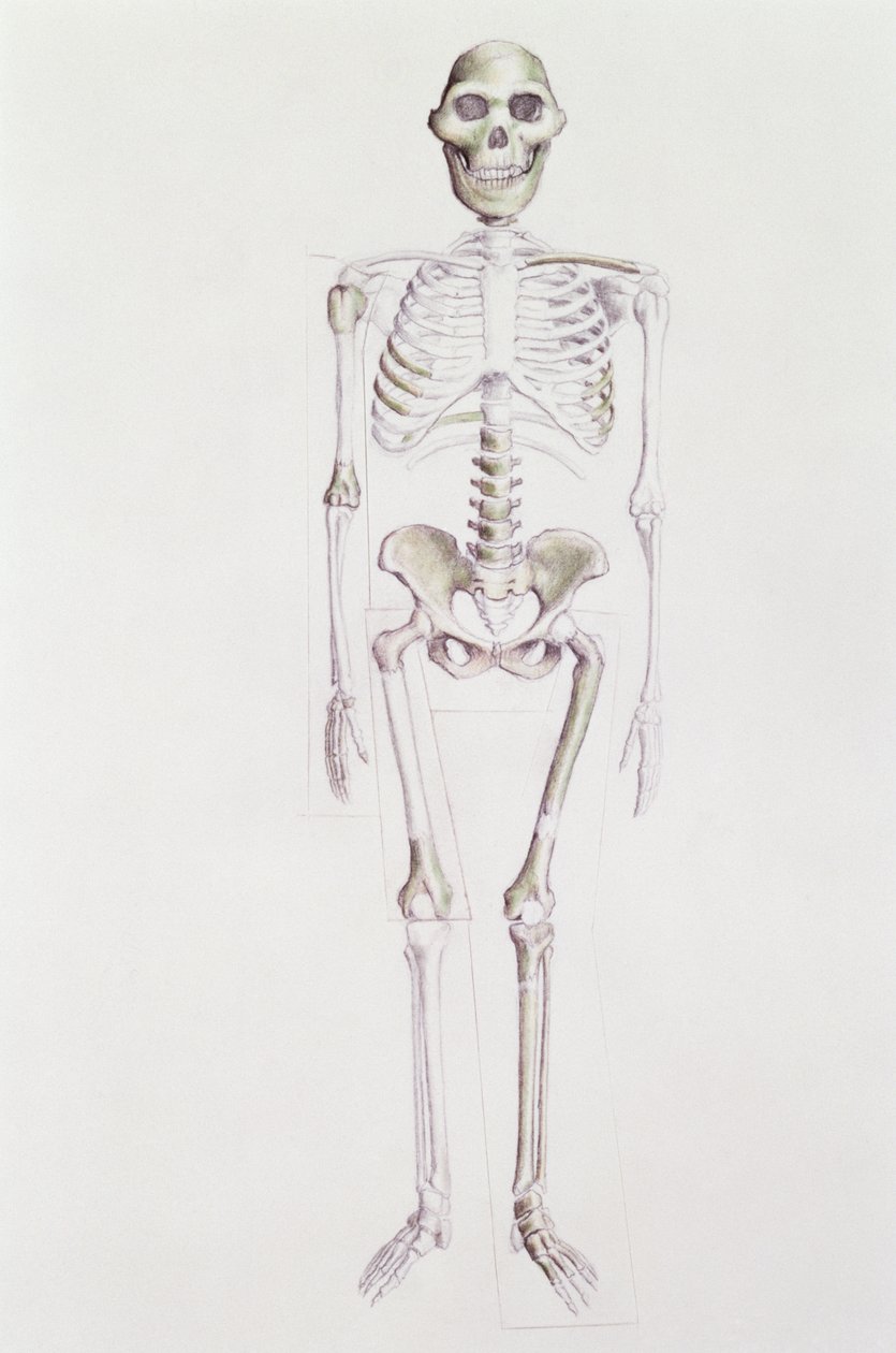 Skelet af Australopithecus africanus af Unbekannt Unbekannt