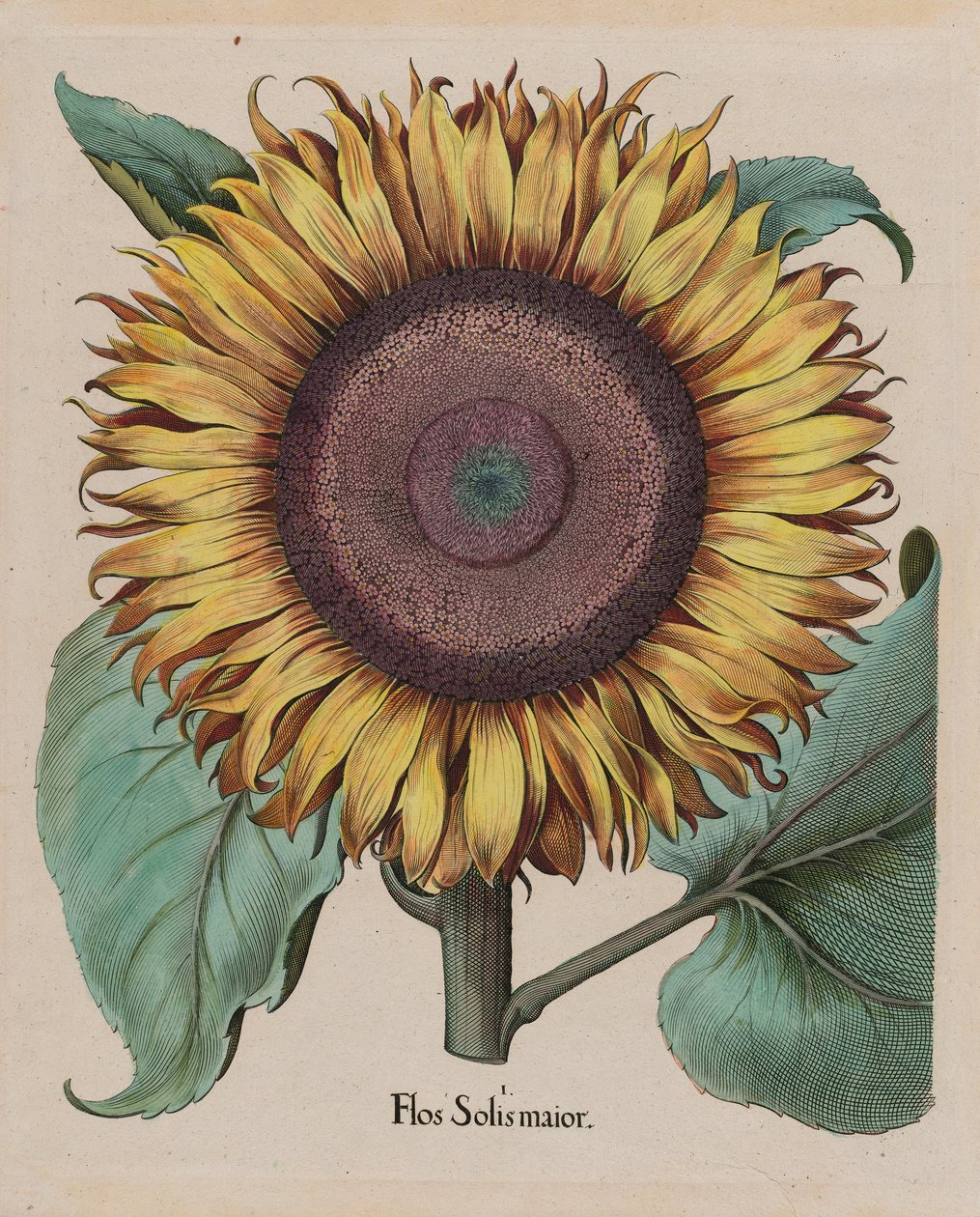 Uidentificeret kunstner - Stor solsikke (Flos Solis Maior), plade 1 fra del 5, B. Besler, Hortus Eystettensis, 1713 rediger ... af Unbekannt Unbekannt