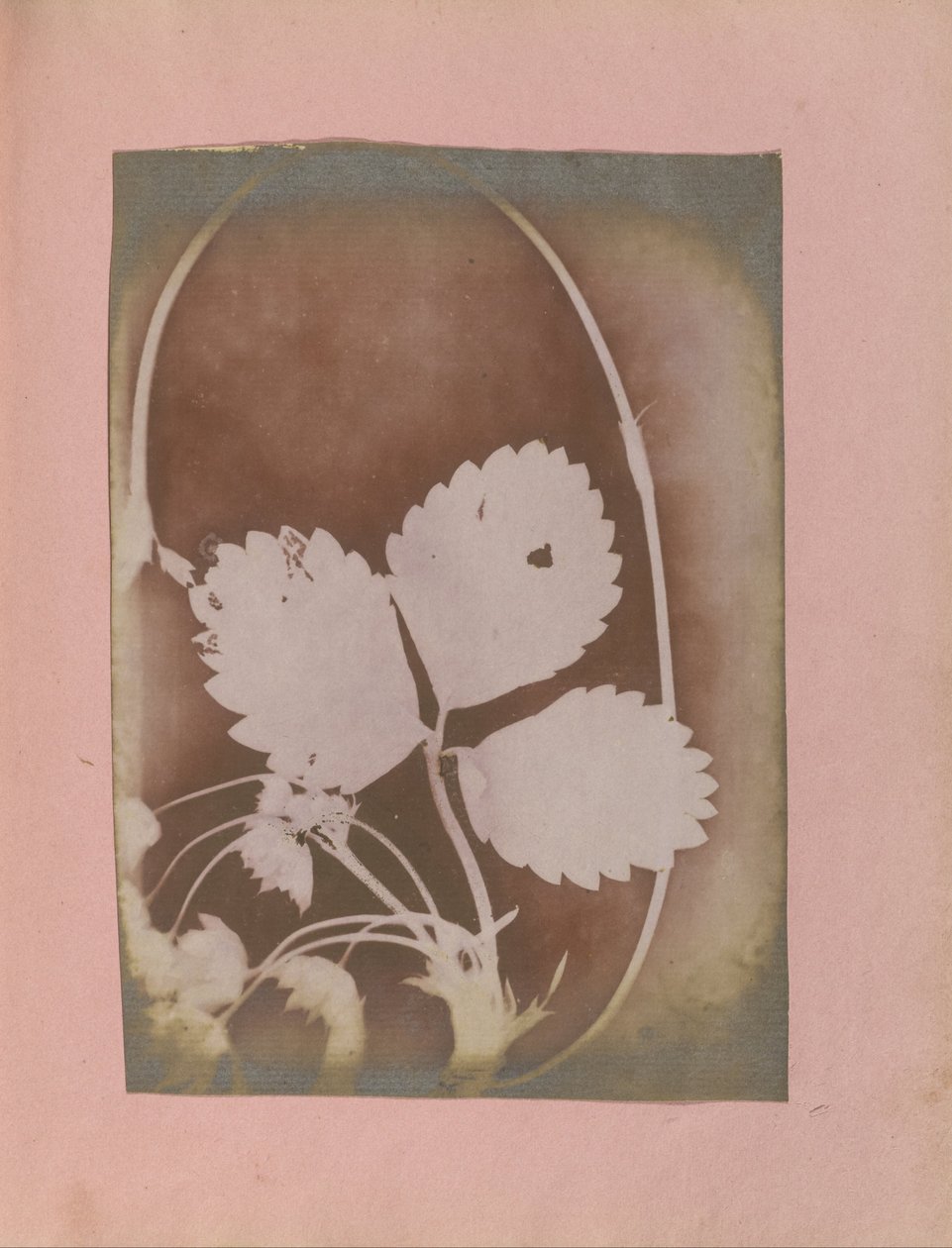 Ukendt producent, britisk, aktivt Indien omkring 1843 - (Plantegren med blade og blomster) af Unbekannt Unbekannt
